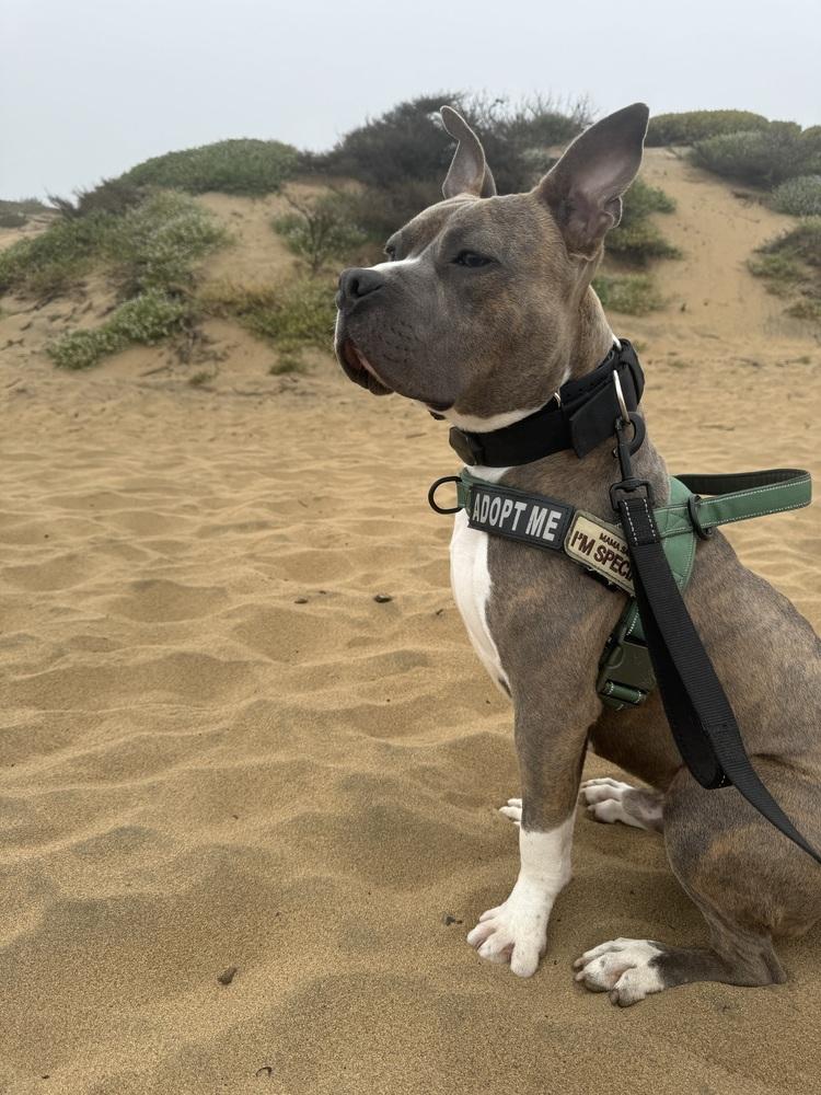 Enlarge Ace, a Adoptable mixed breed in Pacifica, CA image 5/6