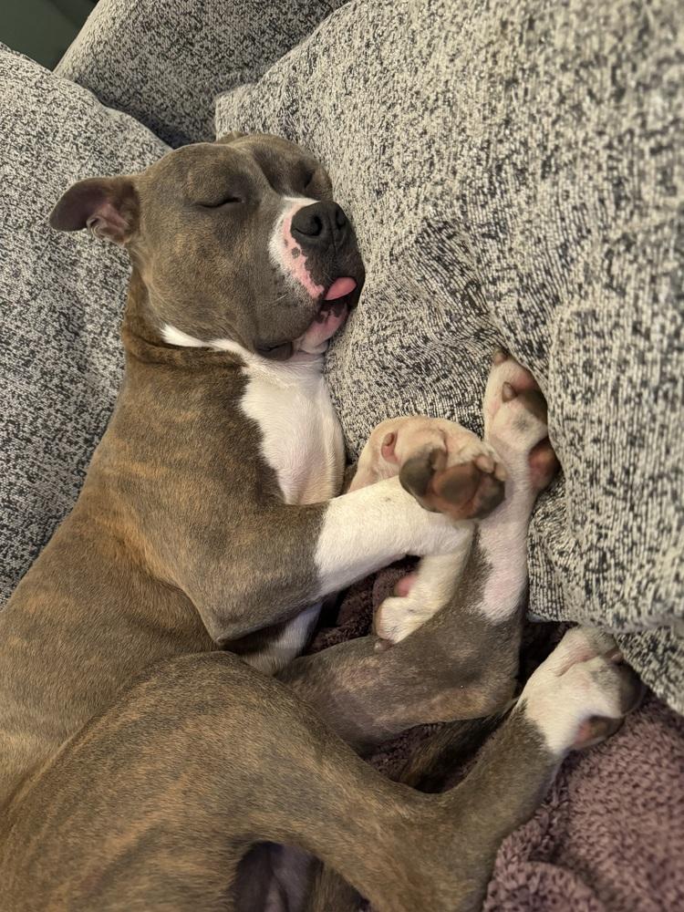 Enlarge Ace, a Adoptable mixed breed in Pacifica, CA image 6/6
