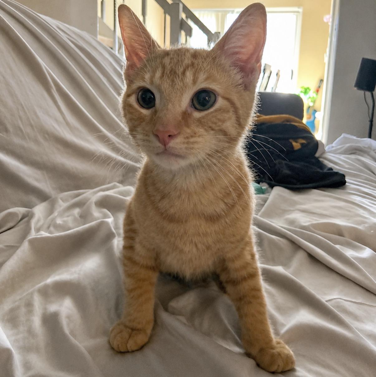 Tiger, ADOPTABLE, Kitten Male Domestic Short Hair.