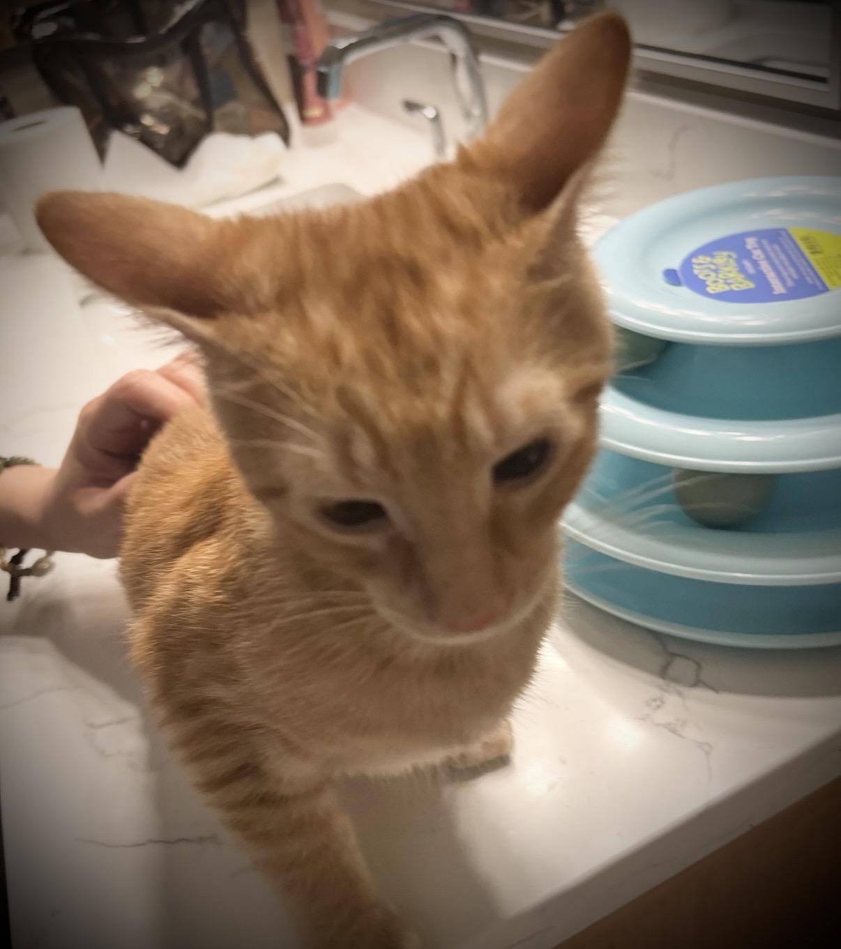 Enlarge Tiger, a ADOPTABLE Domestic Short Hair in Maineville, OH image 2/2