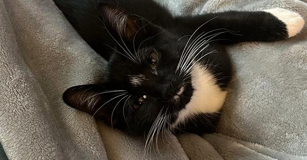 Bindi, Adoptable, Kitten Female Domestic Short Hair.