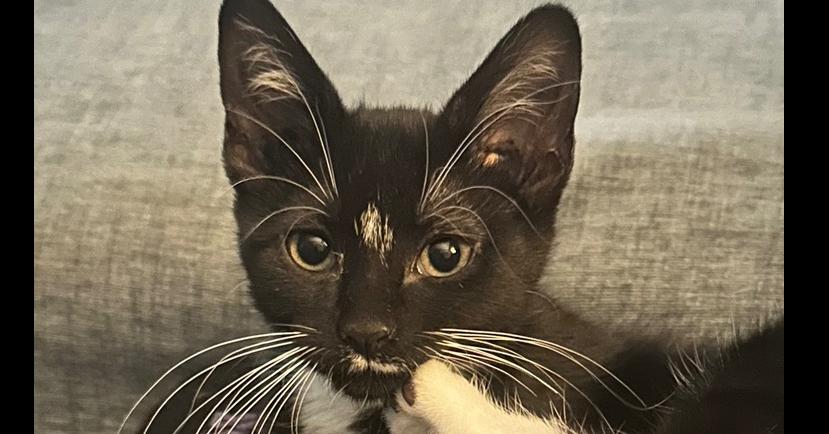 Enlarge Bindi, a Adoptable mixed breed in Bellevue, NE image 3/5