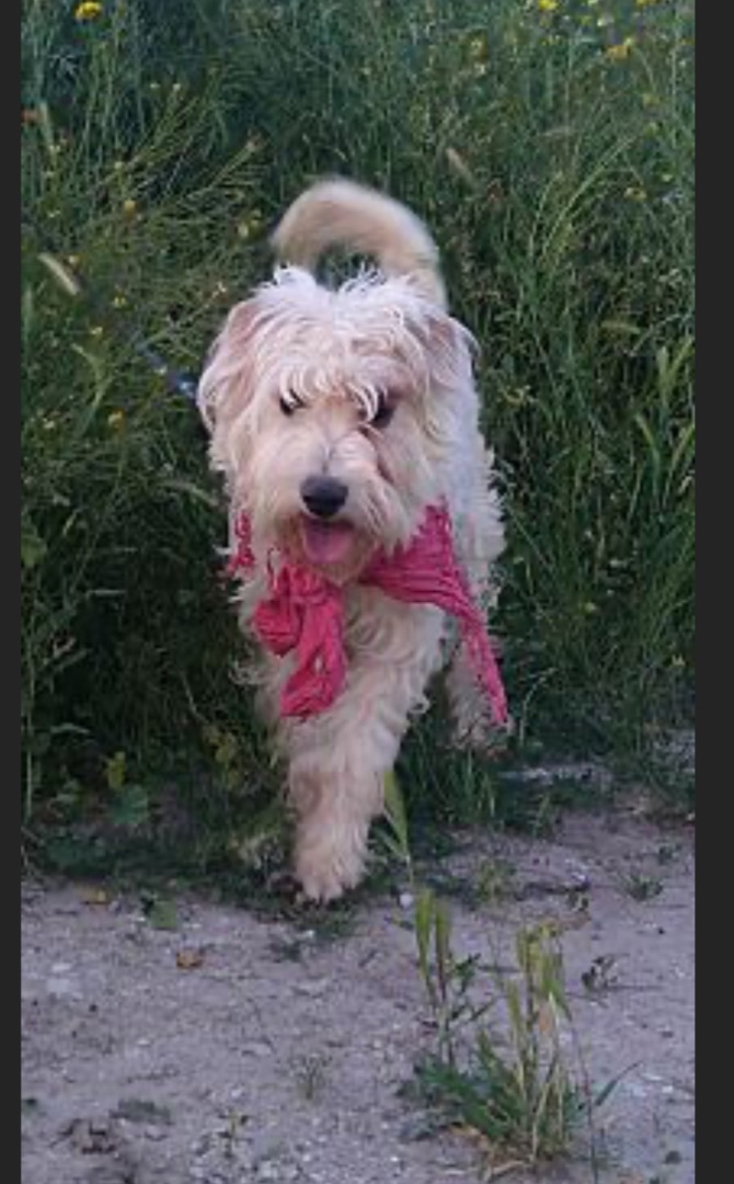 Ruby, a Adopted mixed breed in Chula Vista, CA image 1/5