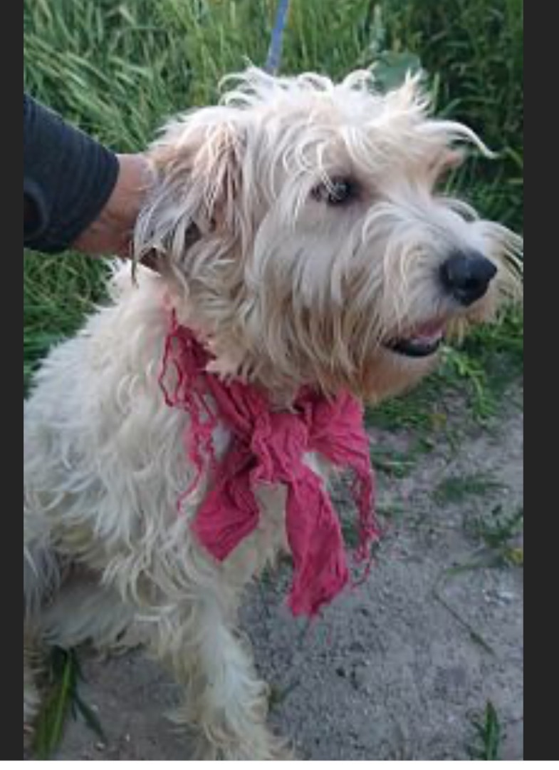 Ruby, a Adopted mixed breed in Chula Vista, CA image 2/5