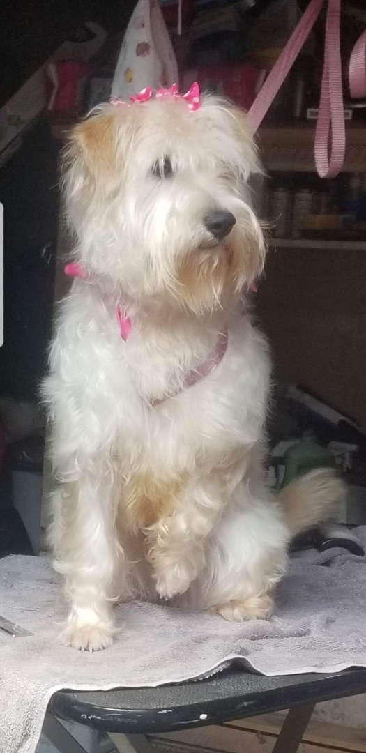 Ruby, a Adopted mixed breed in Chula Vista, CA image 3/5