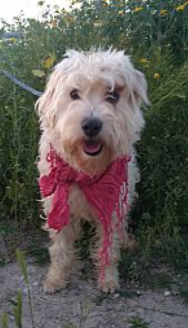 Ruby, a Adopted mixed breed in Chula Vista, CA image 4/5