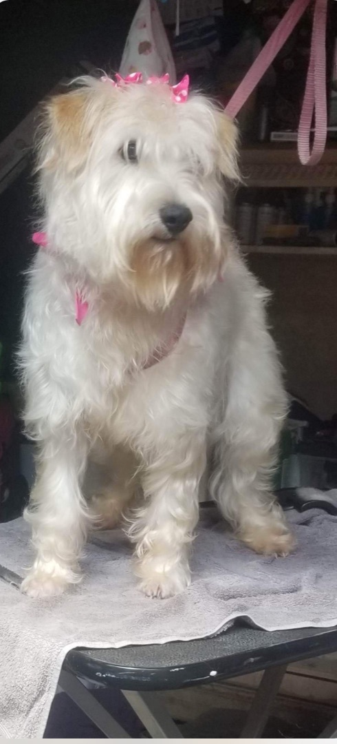 Ruby, a Adopted mixed breed in Chula Vista, CA image 5/5