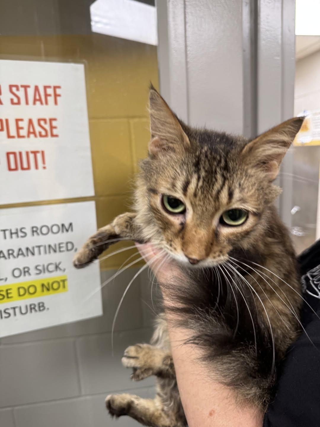 Enlarge Bob Dylan, a Adoptable Domestic Medium Hair in Rowlett, TX image 1/1