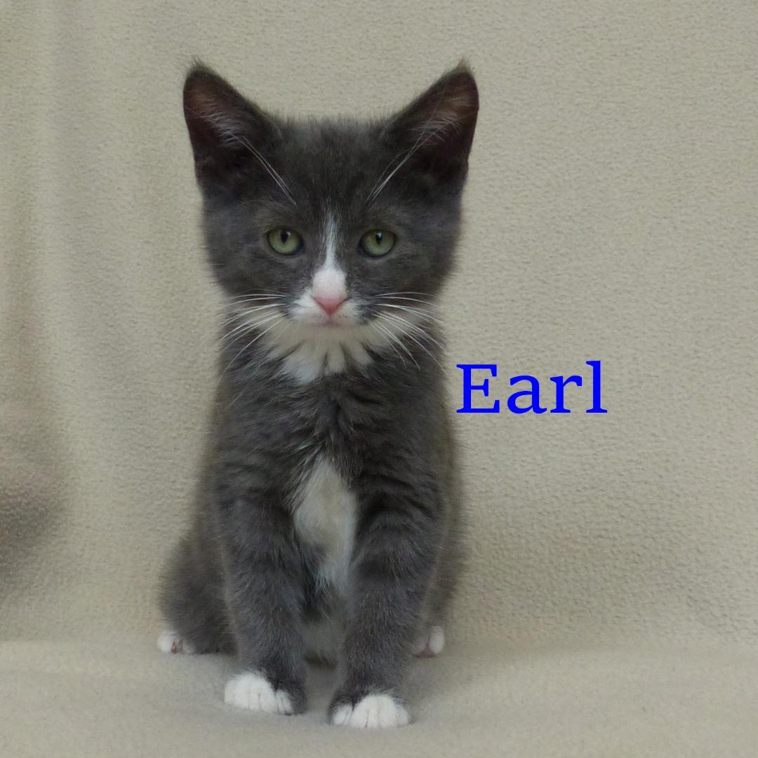 Earl ADOPTED, Adoptable, Young Male Domestic Short Hair.