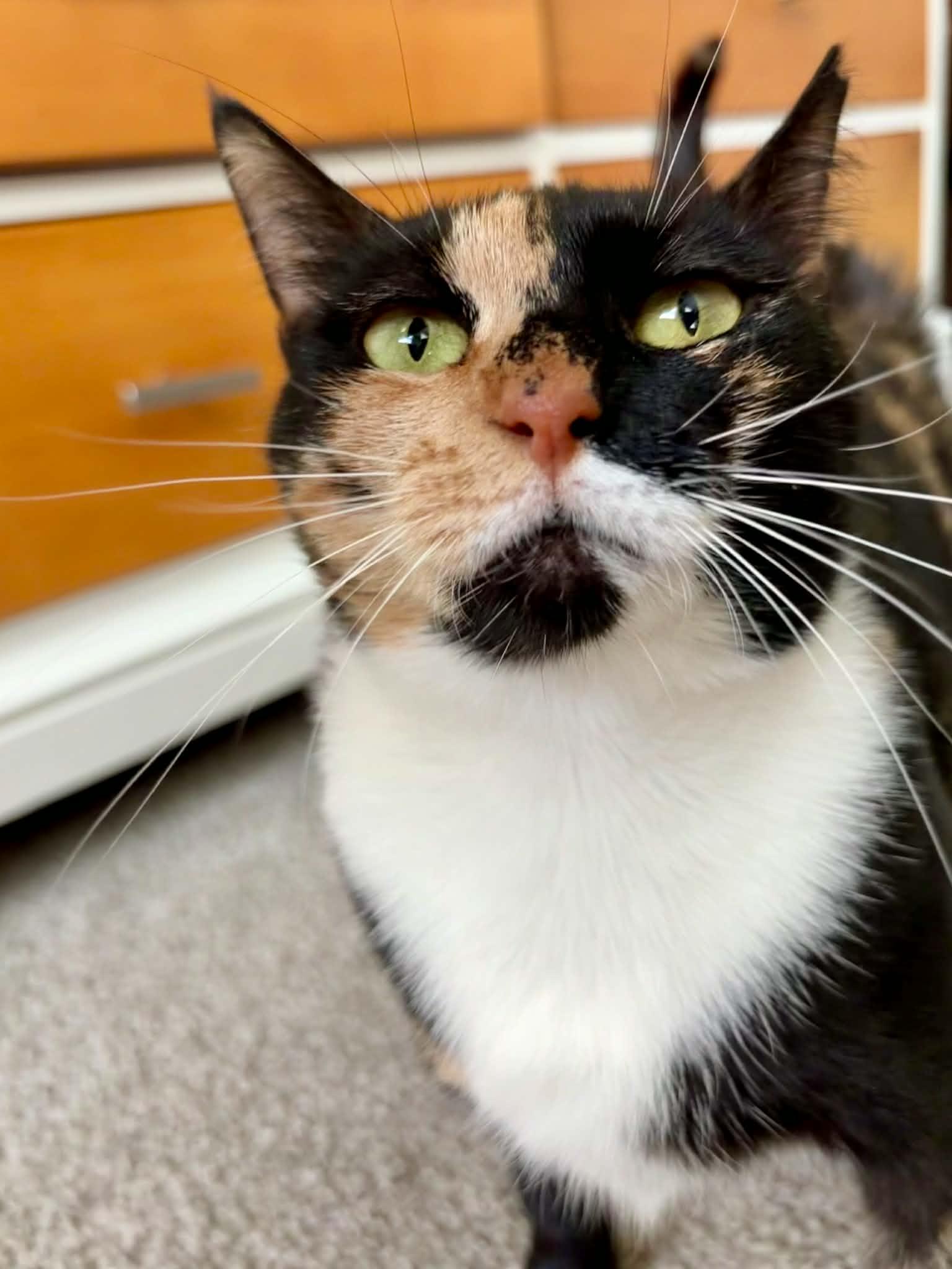 Enlarge Chamomile , a ADOPTABLE Domestic Short Hair in Raeford, NC image 5/5