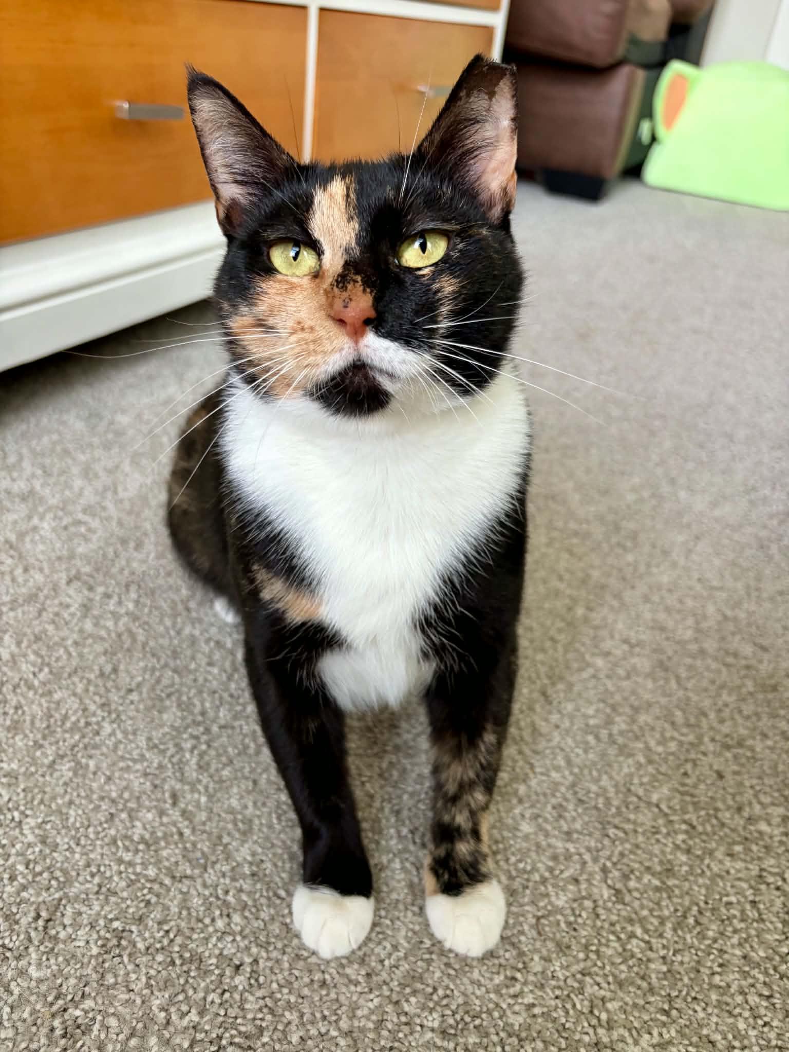 Enlarge Chamomile , a ADOPTABLE Domestic Short Hair in Raeford, NC image 3/5