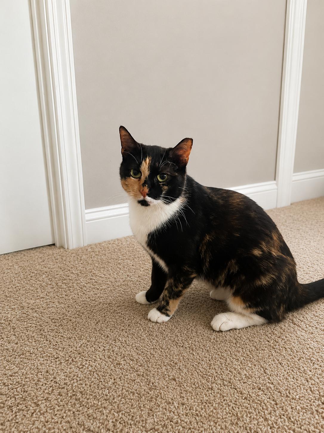 Chamomile , a ADOPTABLE Domestic Short Hair in Raeford, NC image 1/3
