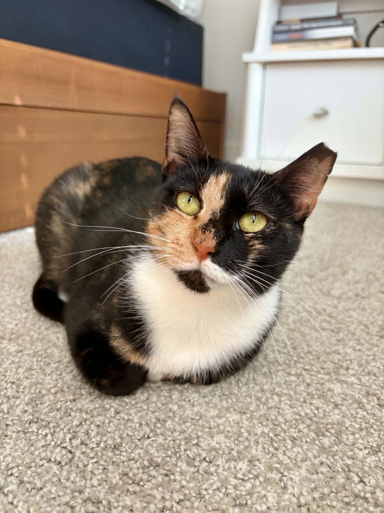 Enlarge Chamomile , a ADOPTABLE Domestic Short Hair in Raeford, NC image 4/5