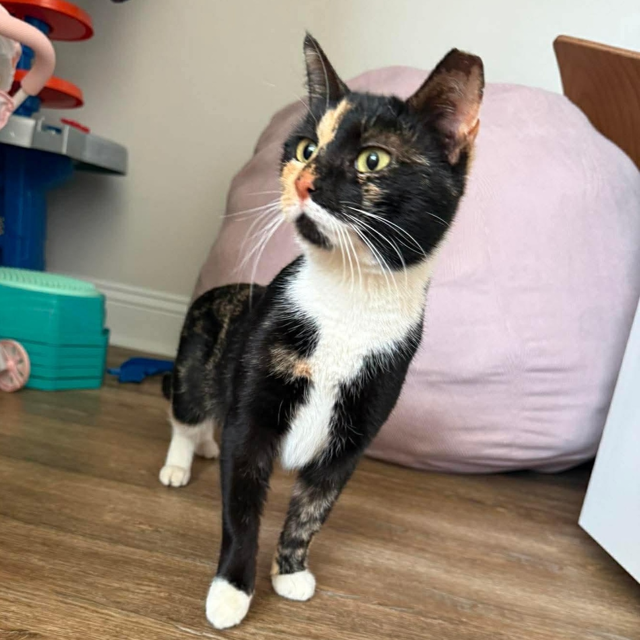 Enlarge Chamomile , a ADOPTABLE Domestic Short Hair in Raeford, NC image 1/2