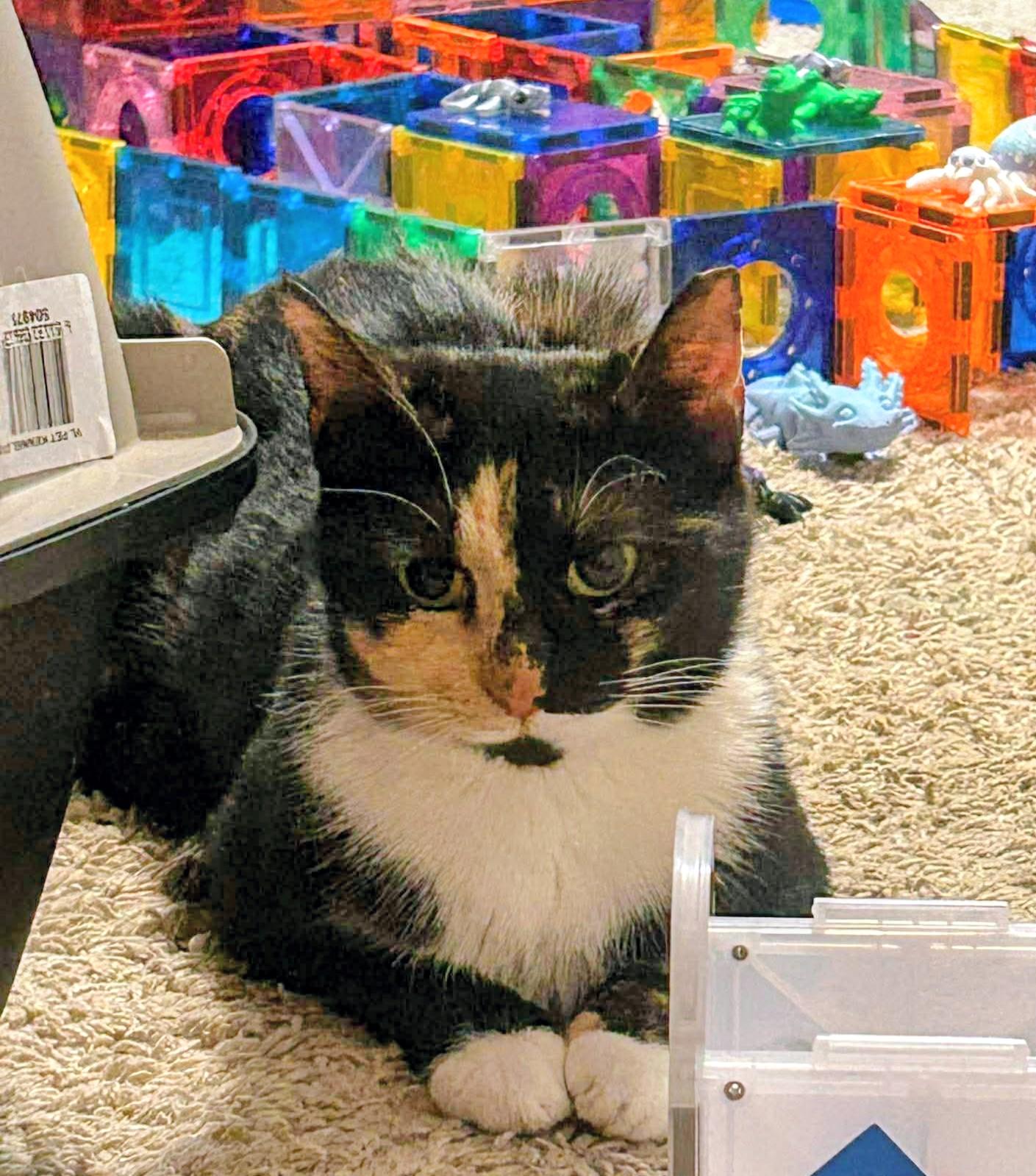 Enlarge Chamomile , a ADOPTABLE Domestic Short Hair in Raeford, NC image 2/2