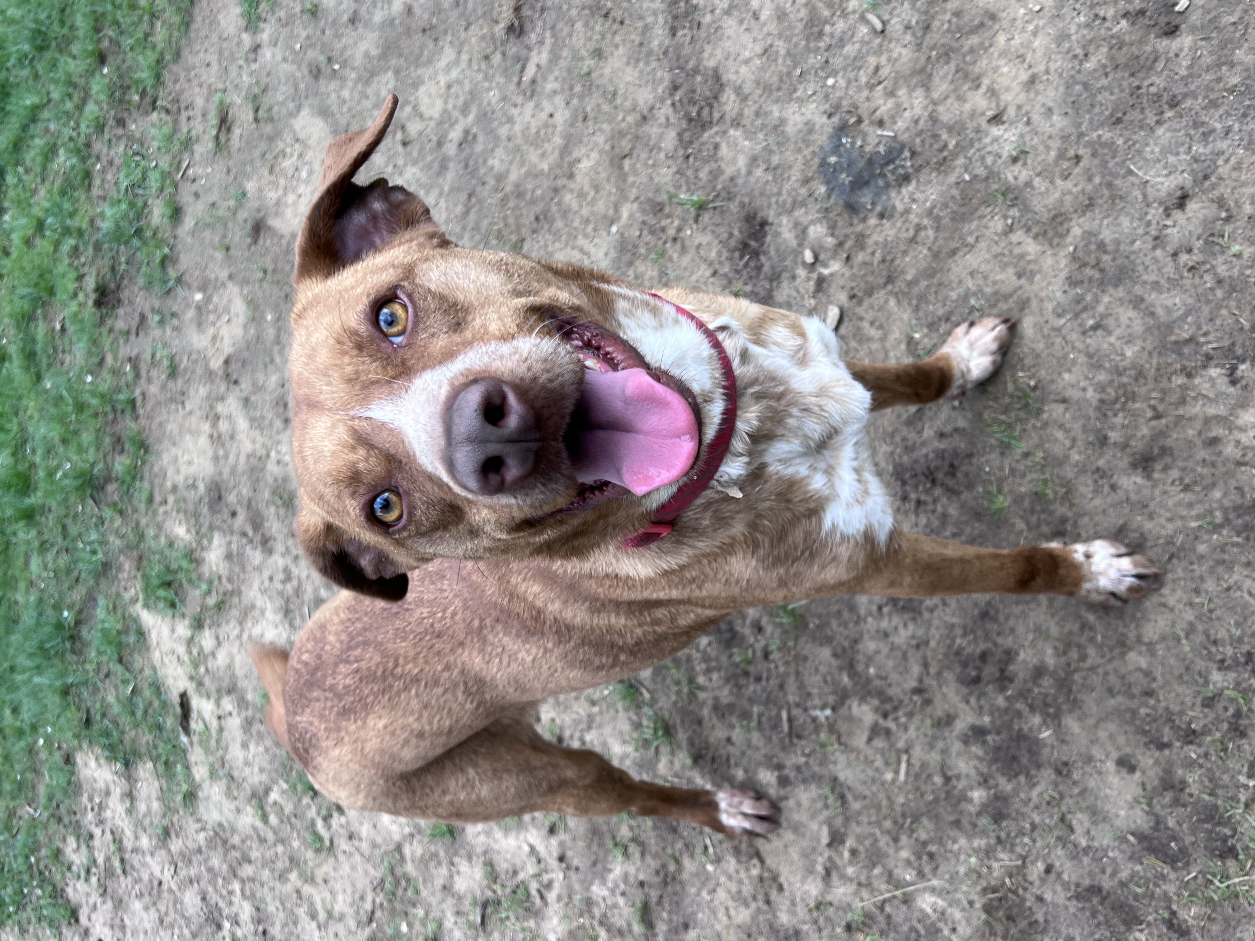 Shep, a Adoptable mixed breed in Moosup, CT image 1/9