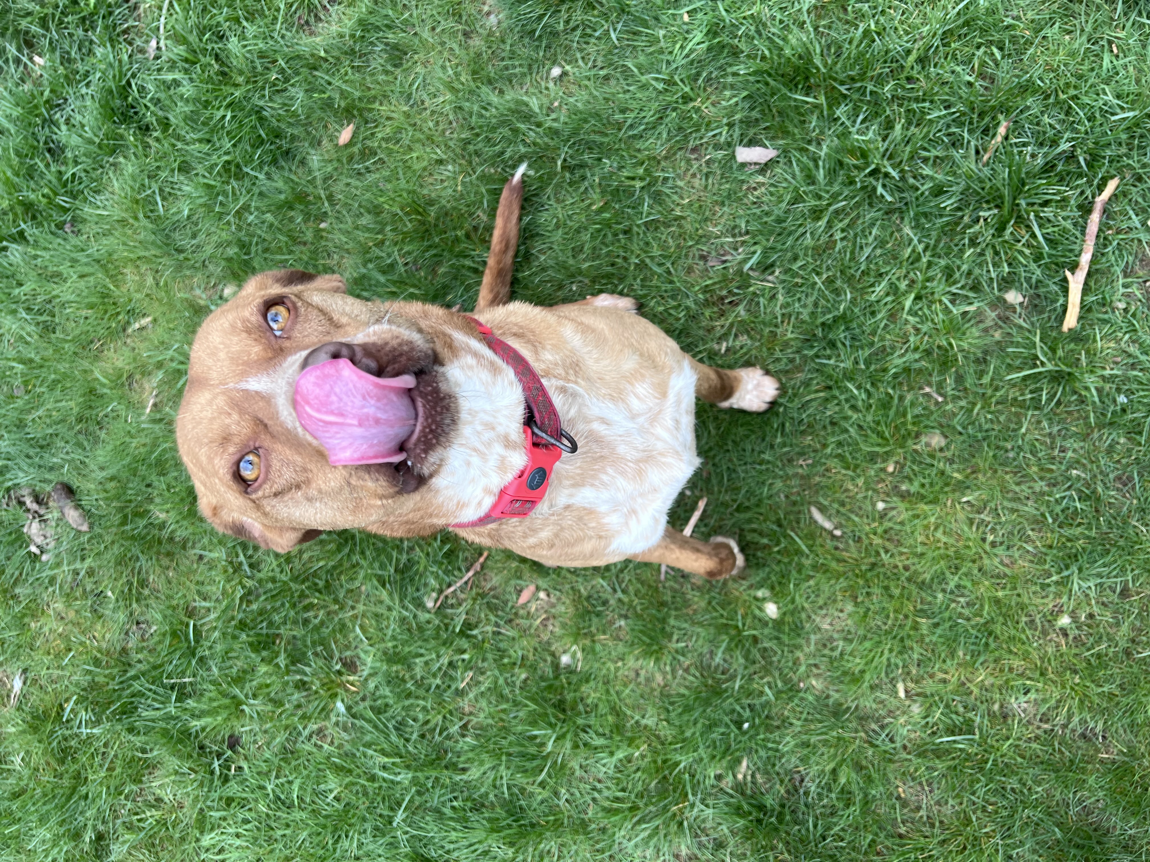 Shep, a Adoptable mixed breed in Moosup, CT image 2/9