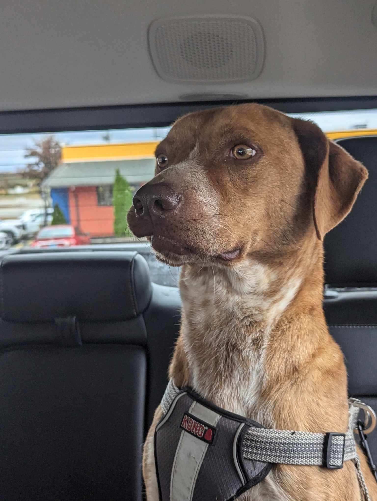 Shep, Adoptable, Adult Male Pit Bull Terrier.