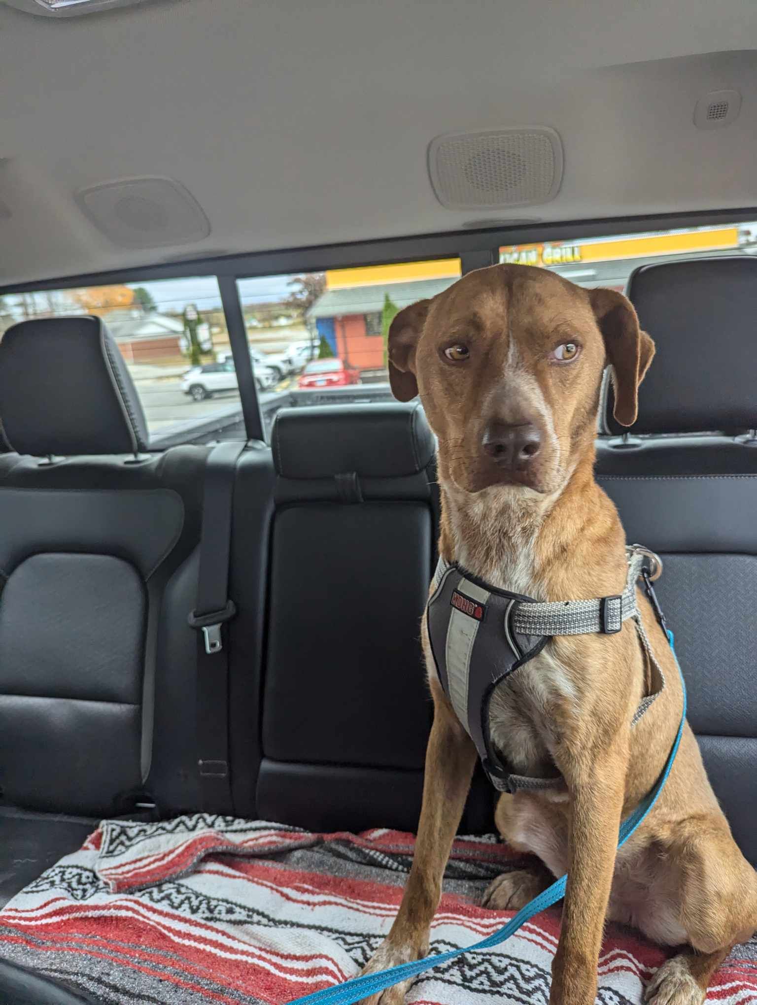 Shep, a Adoptable mixed breed in Moosup, CT image 4/9