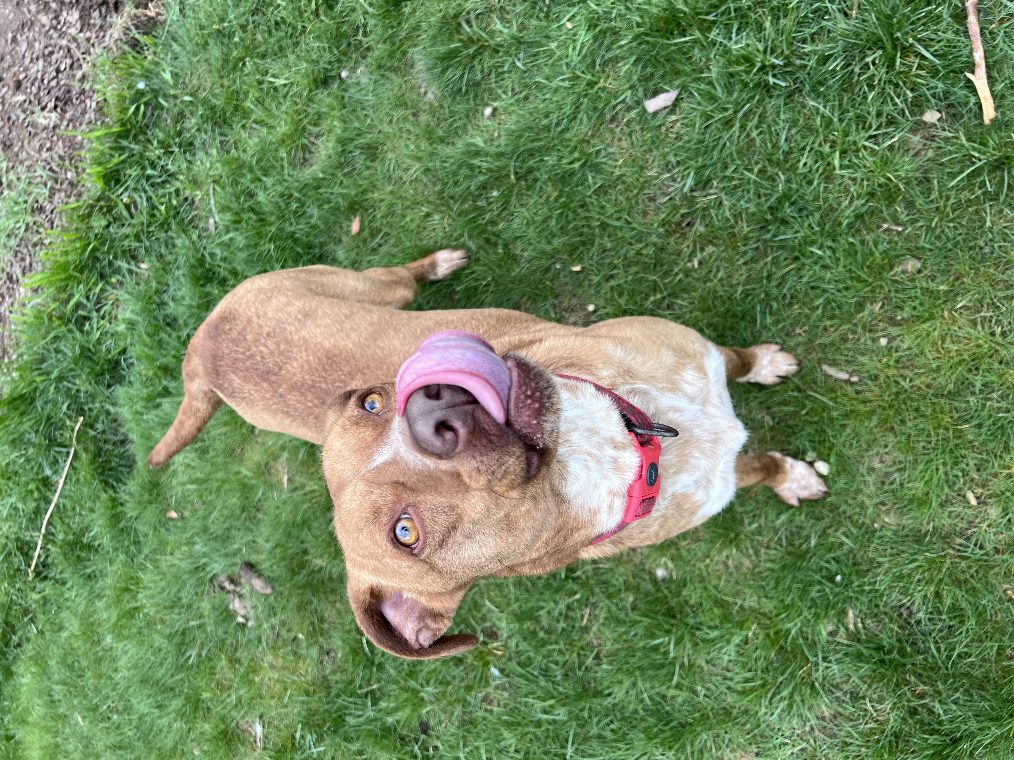 Shep, a Adoptable mixed breed in Moosup, CT image 6/9