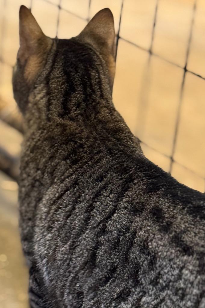 Enlarge Brisket, a Adoptable mixed breed in New Braunfels, TX image 1/6