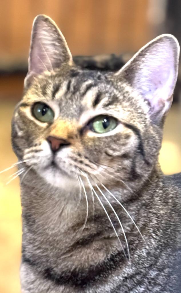 Brisket, a Adoptable mixed breed in New Braunfels, TX image 3/6