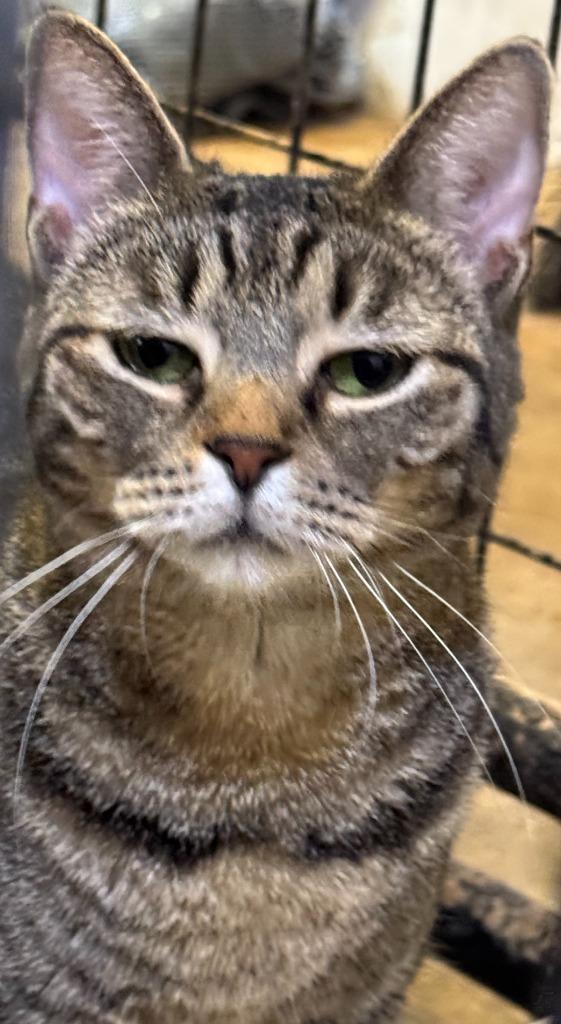 Brisket, a Adoptable mixed breed in New Braunfels, TX image 4/6