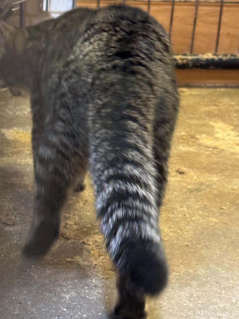 Enlarge Brisket, a Adoptable mixed breed in New Braunfels, TX image 4/6