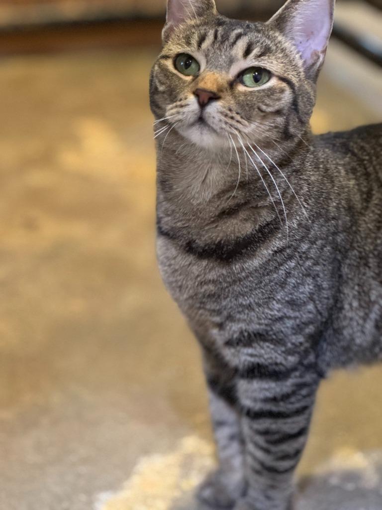 Enlarge Brisket, a Adoptable mixed breed in New Braunfels, TX image 6/6