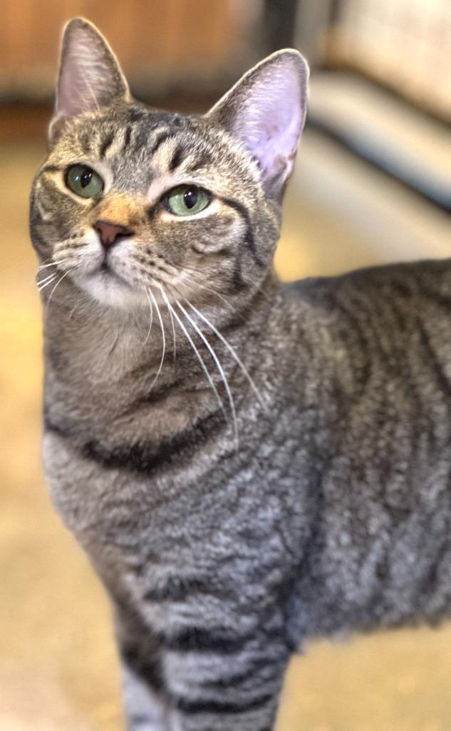 Brisket, a Adoptable mixed breed in New Braunfels, TX image 5/6