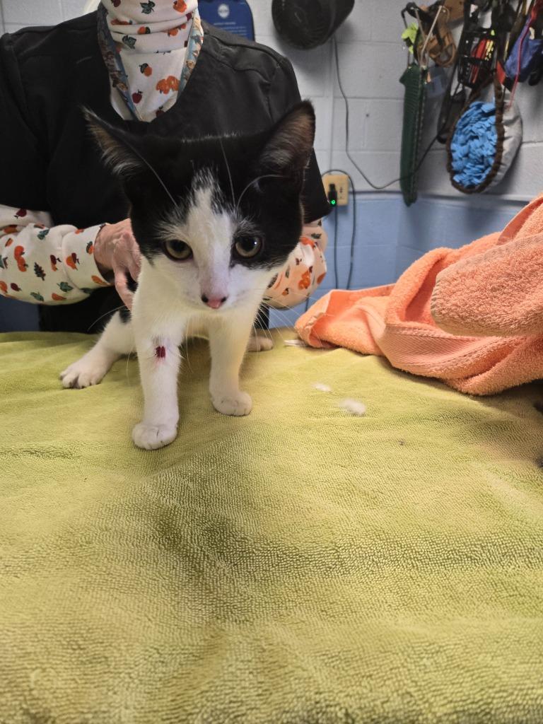 Cricket, Adoptable, Kitten Male Domestic Short Hair.