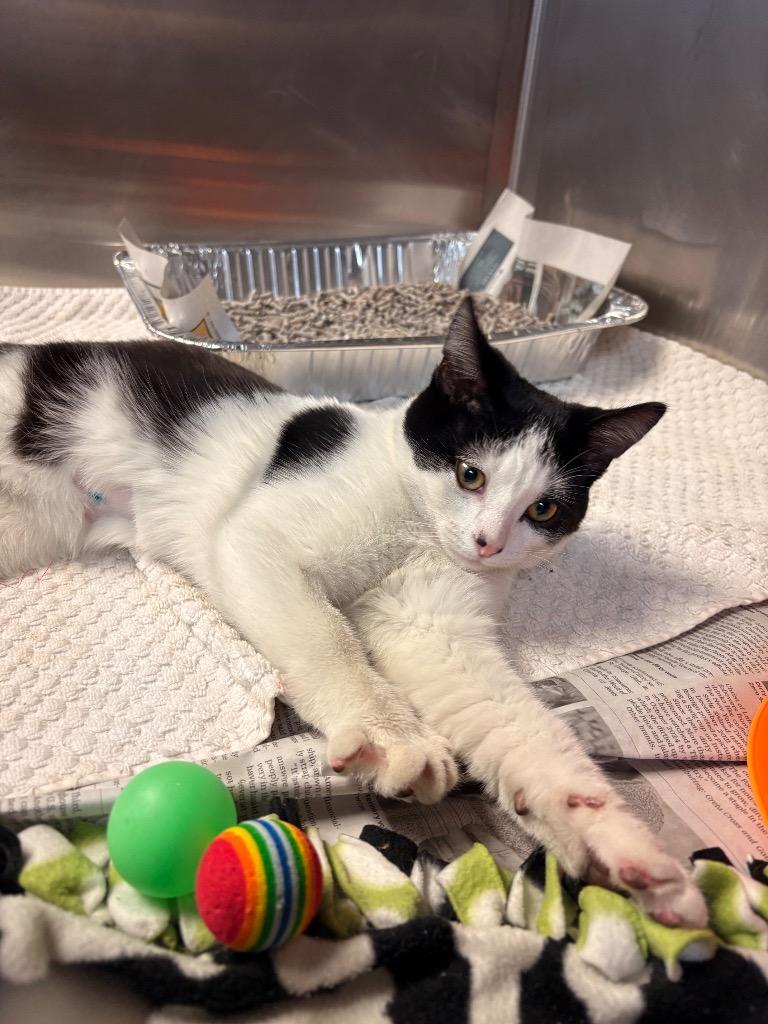 Enlarge Cricket, a Adoptable mixed breed in Detroit, MI image 2/3