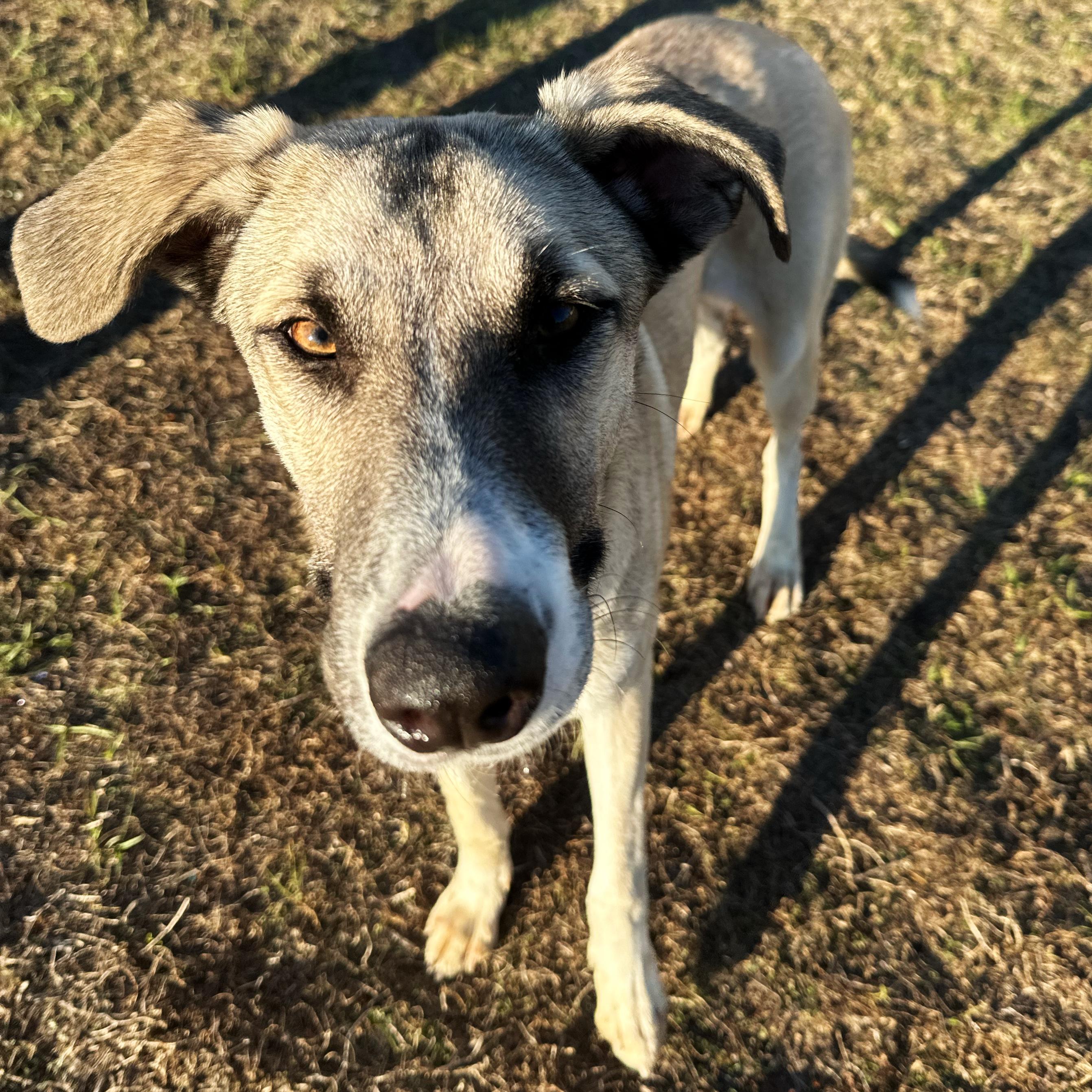 Dino, ADOPTABLE, Puppy Male Shepherd.