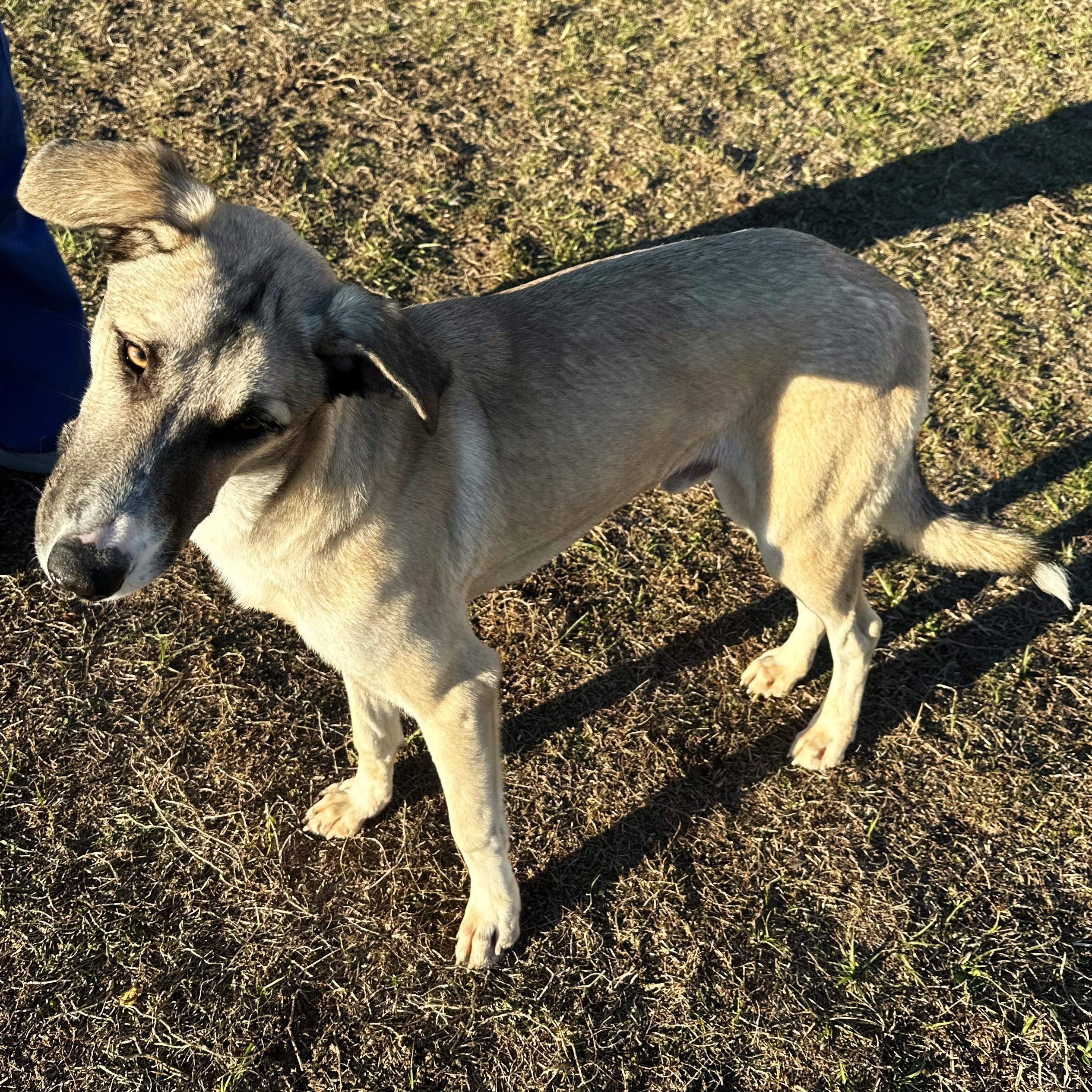 Enlarge Dino, a ADOPTABLE Shepherd in Valdosta, GA image 2/6
