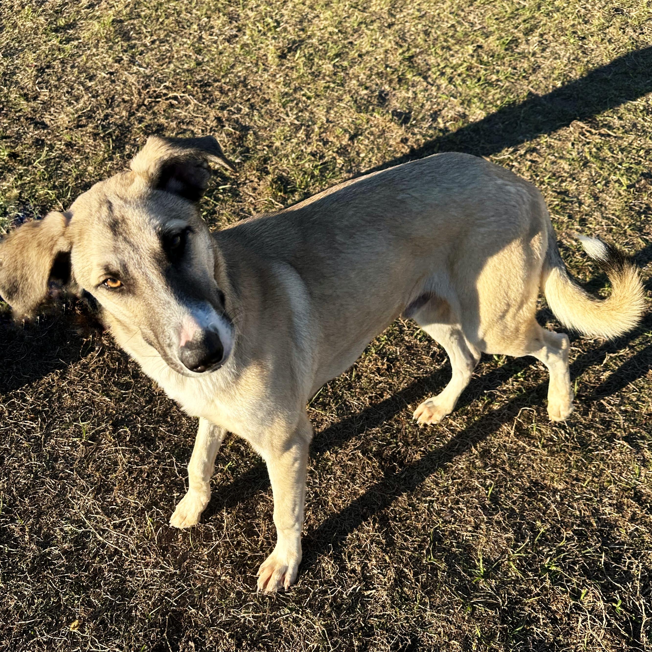 Enlarge Dino, a ADOPTABLE Shepherd in Valdosta, GA image 3/6