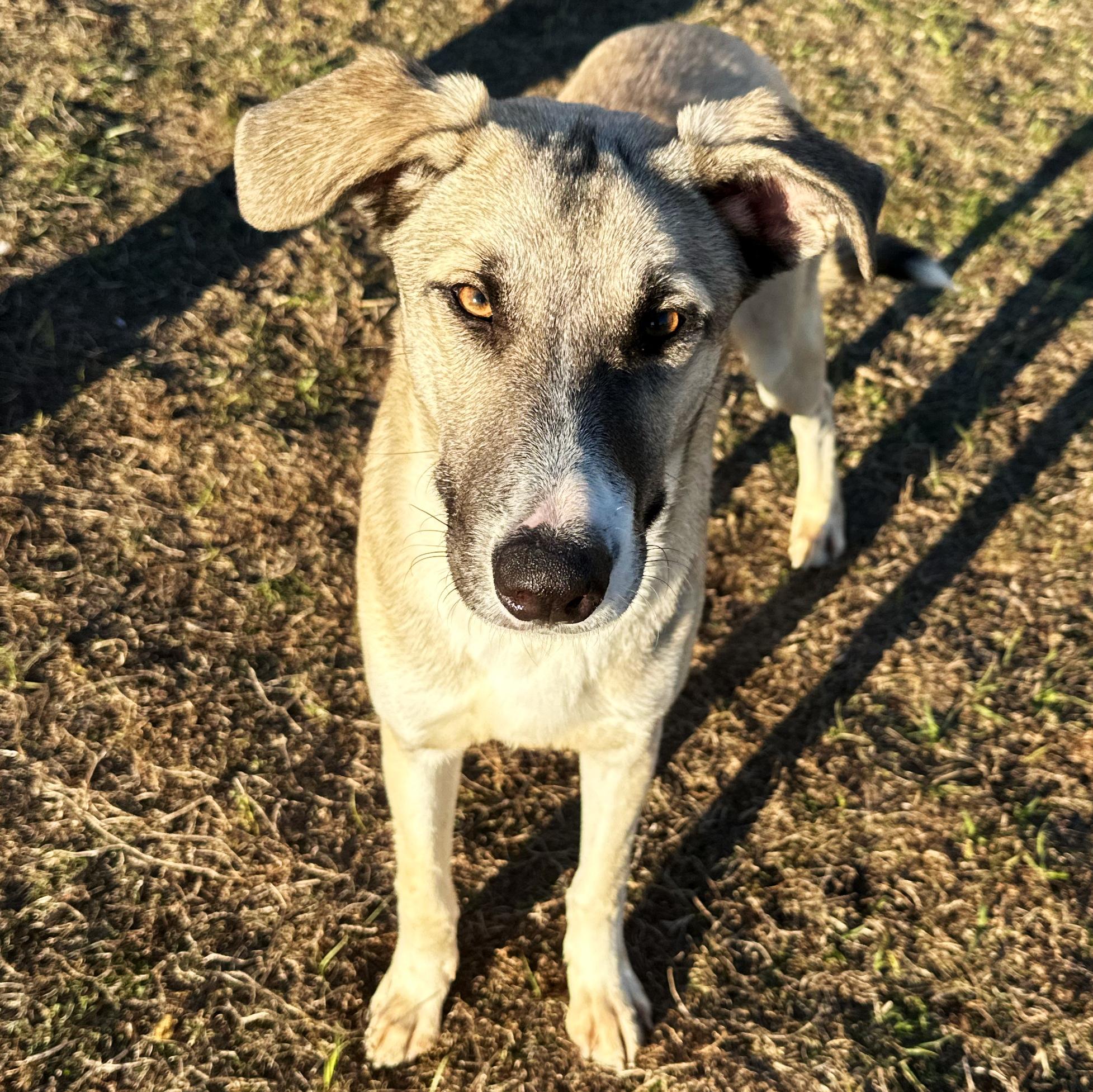 Enlarge Dino, a ADOPTABLE Shepherd in Valdosta, GA image 4/6