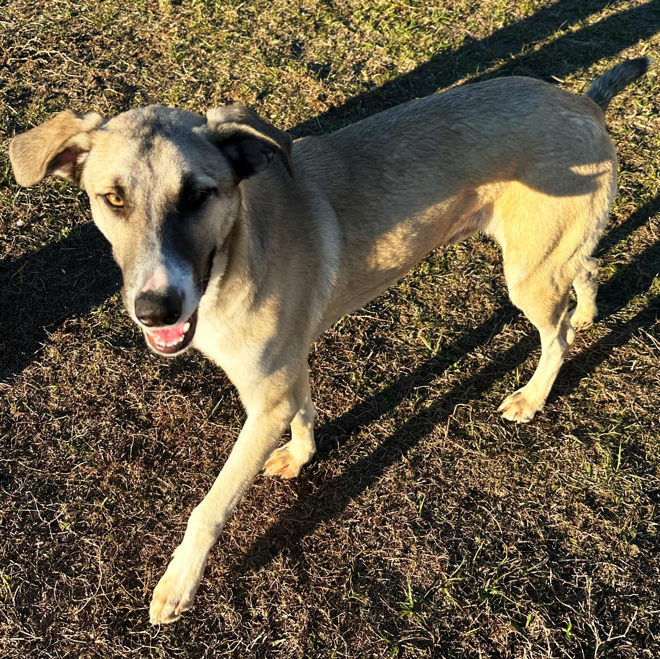 Enlarge Dino, a ADOPTABLE Shepherd in Valdosta, GA image 5/6