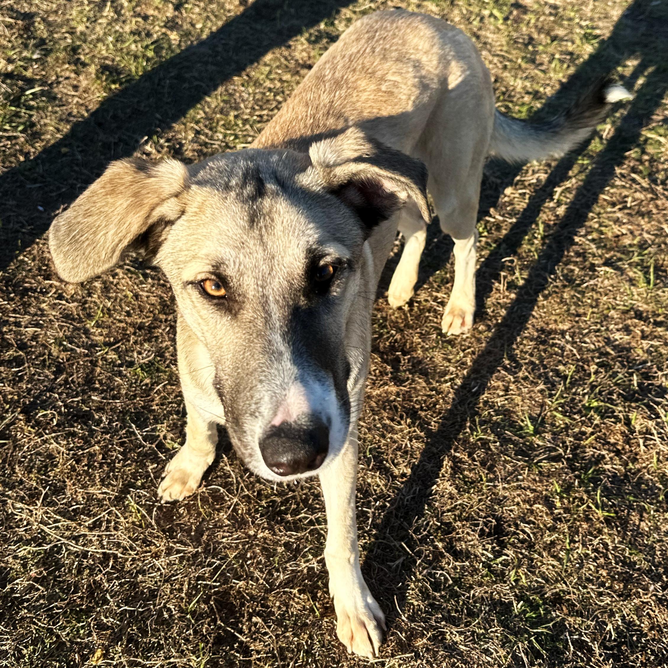 Enlarge Dino, a ADOPTABLE Shepherd in Valdosta, GA image 6/6