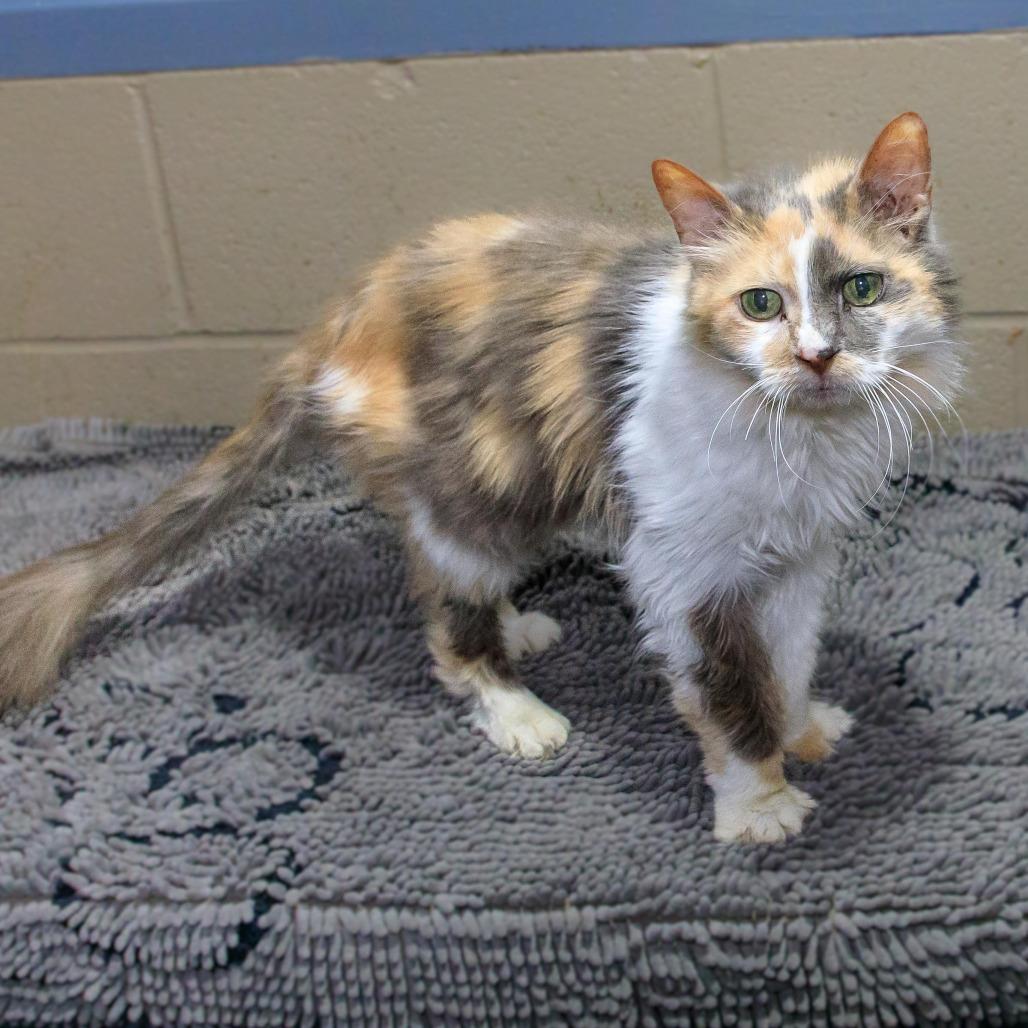 Jersey — thumbnail 2