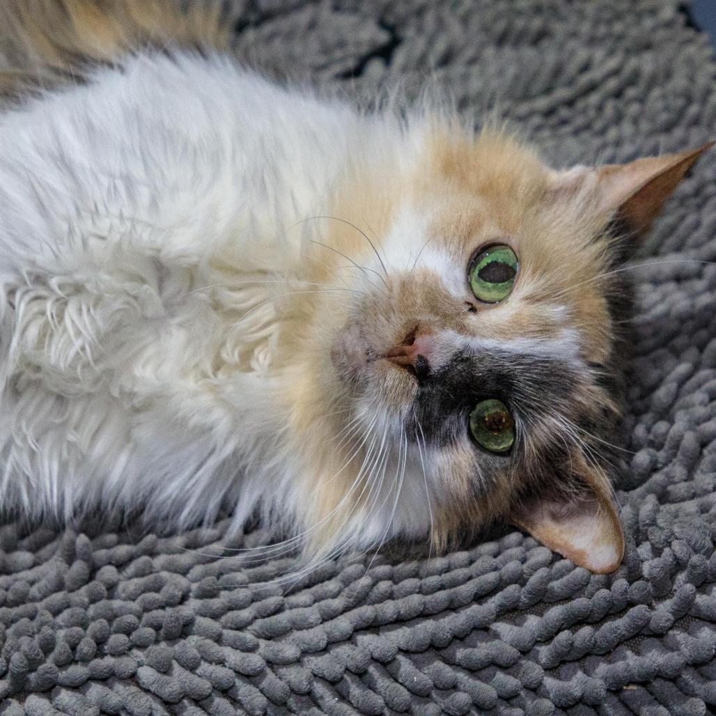 Jersey — thumbnail 3