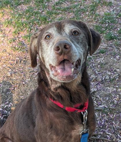 Rocky Road, Adoptable, Adult Male Mixed Breed.