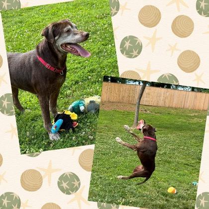 Enlarge Rocky Road, a Adoptable Mixed Breed in Fairfax, VA image 2/3