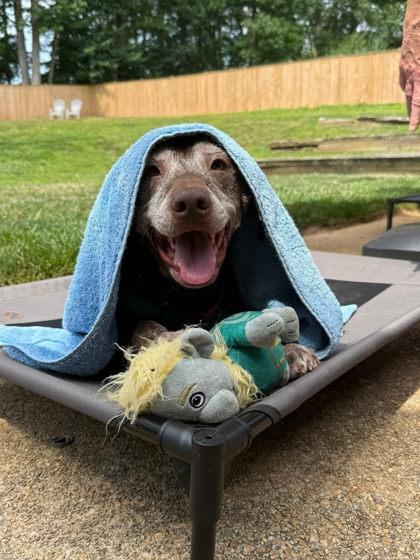 Enlarge Rocky Road, a Adoptable Mixed Breed in Fairfax, VA image 3/3