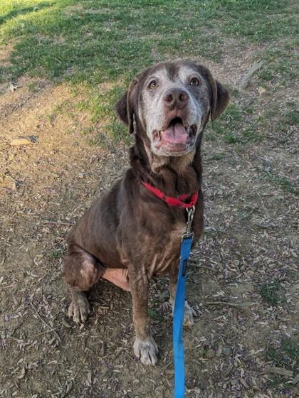 Enlarge Rocky Road, a Adoptable Mixed Breed in Fairfax, VA image 2/3