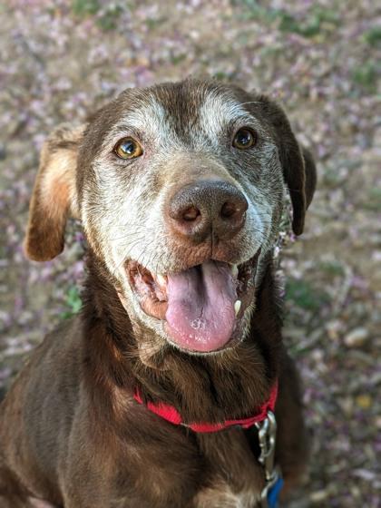 Enlarge Rocky Road, a Adoptable Mixed Breed in Fairfax, VA image 3/3