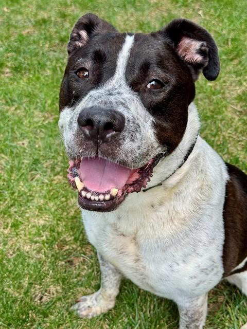 Enlarge MELVIN, a Adoptable mixed breed in Olivette, MO image 1/1
