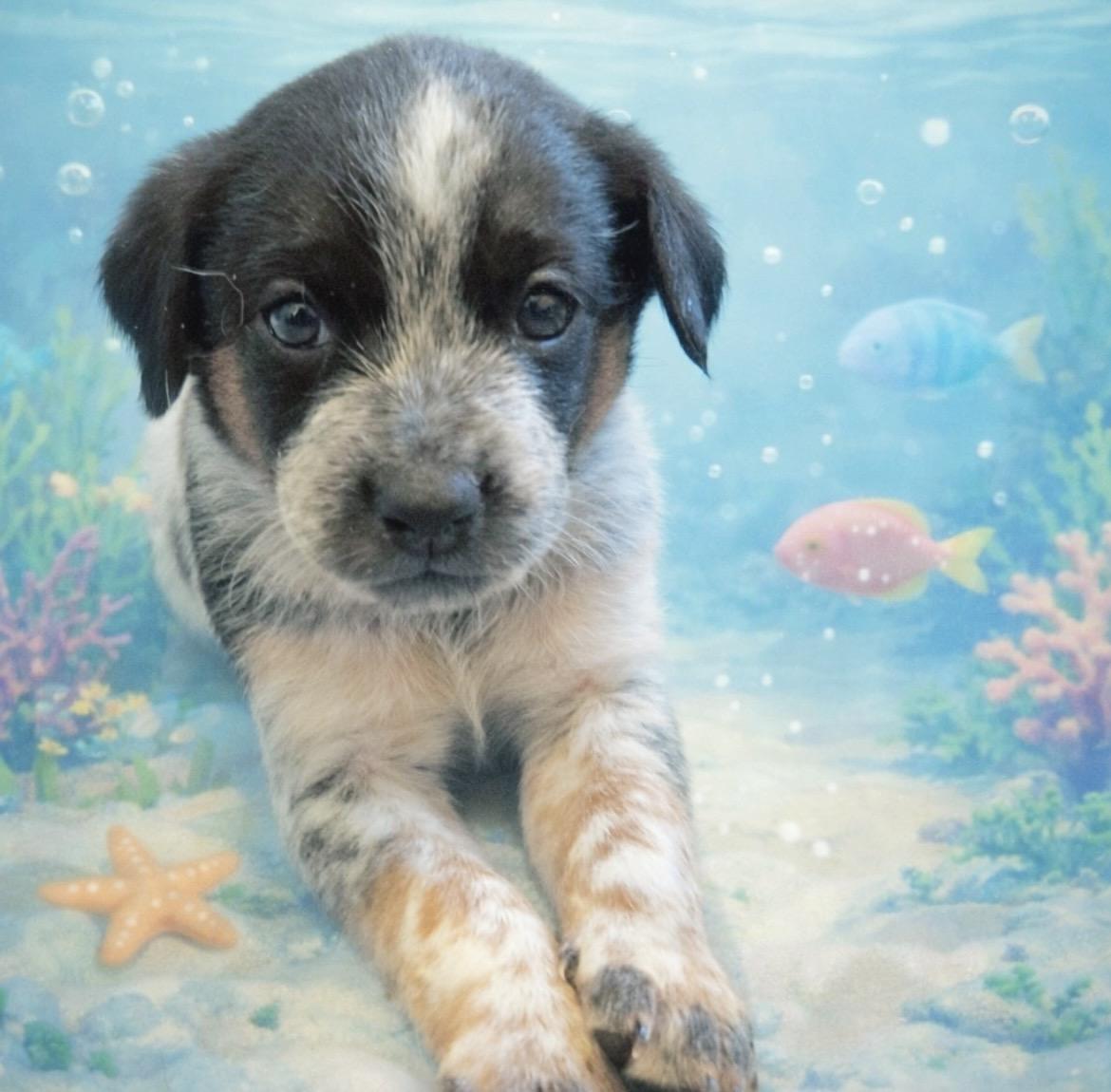 Enlarge Ariel, an adopted mixed breed in Laurel, MD image 2/6