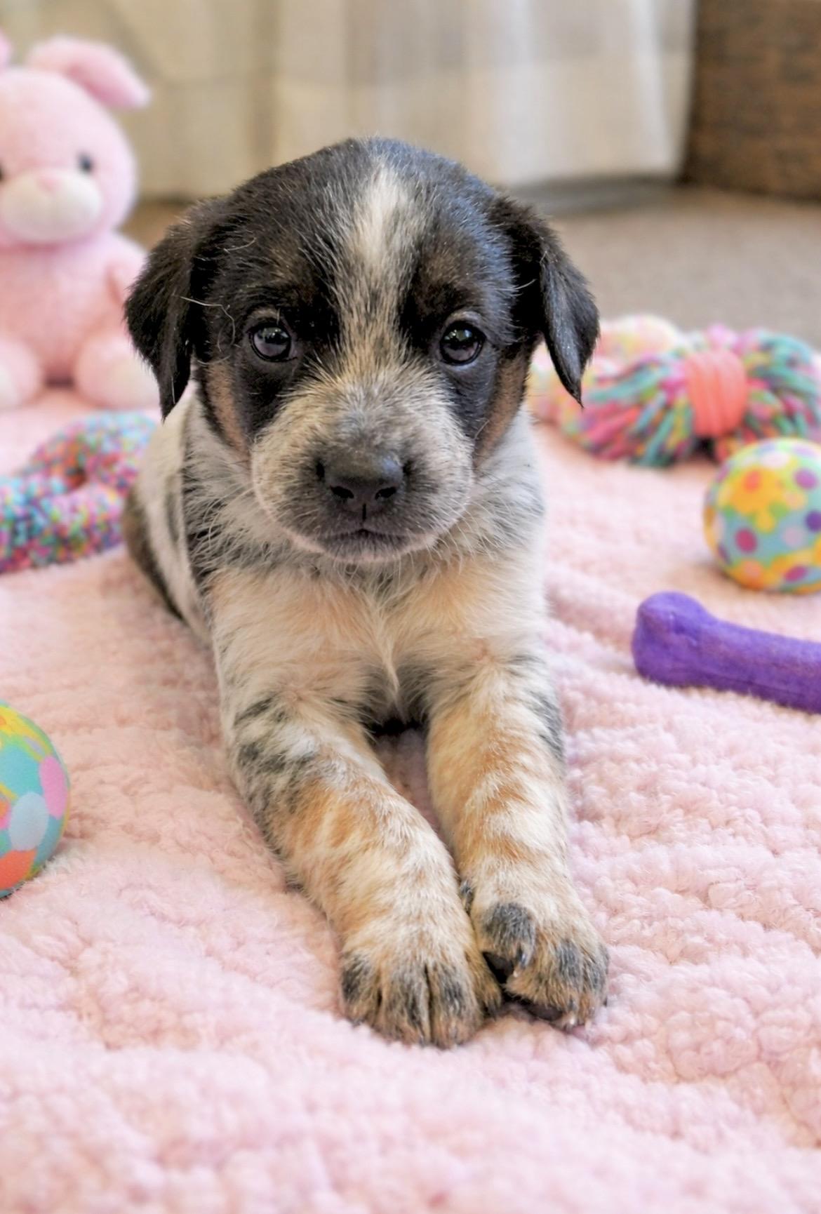 Ariel, adopted, Puppy Female Australian Shepherd & Treeing Walker Coonhound.
