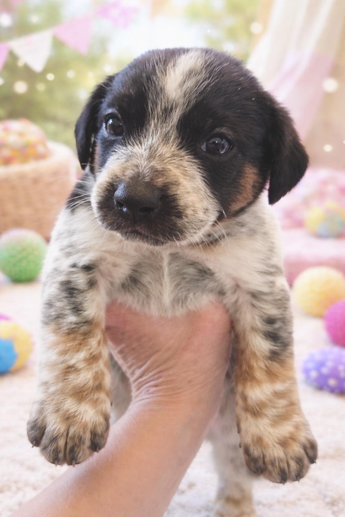 Enlarge Ariel, an adopted mixed breed in Laurel, MD image 3/6