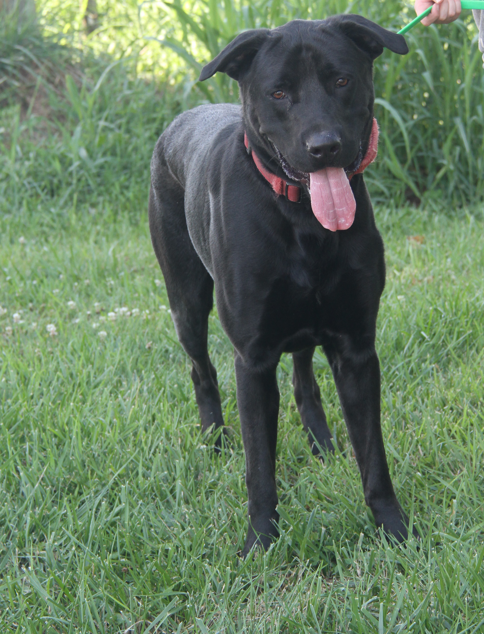 Enlarge Apollo, a Adoptable mixed breed in Marietta, OH image 1/6